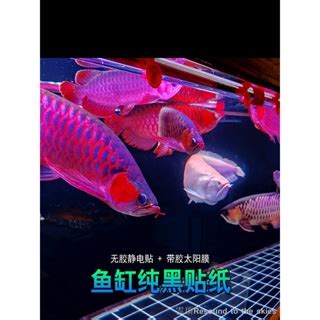 龍魚魚缸背景